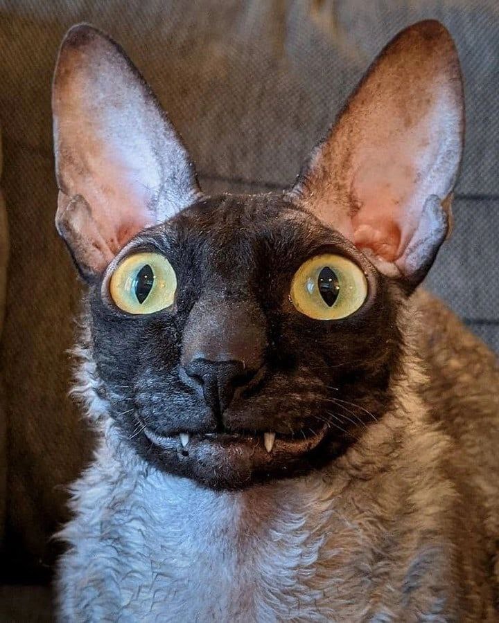 Котя