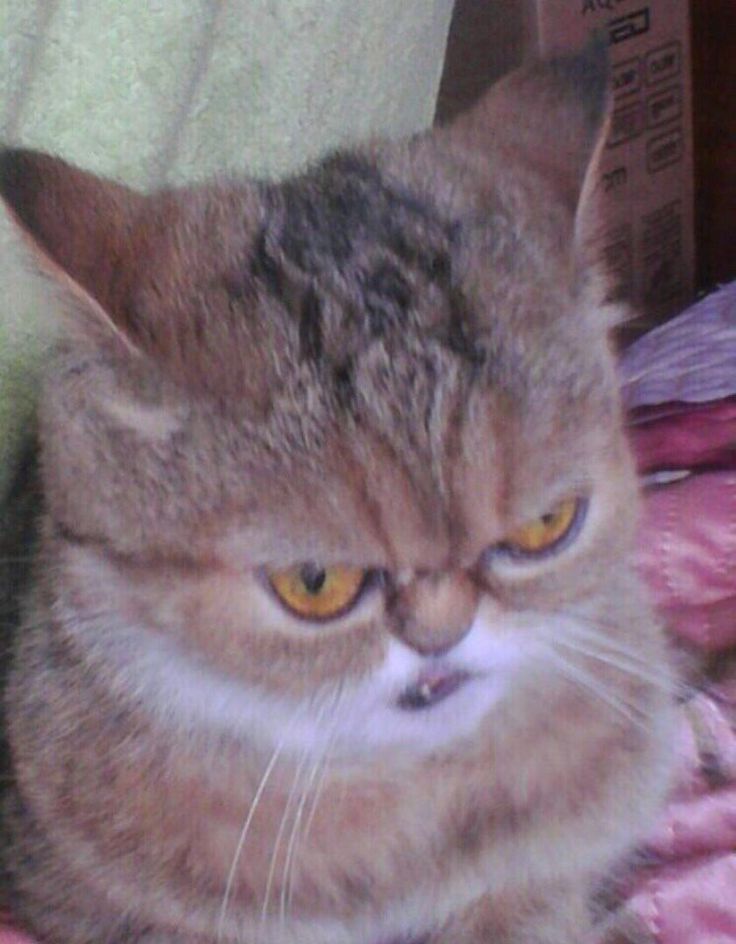 Бука